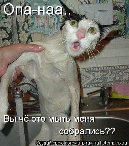 Котоматрица: Опа-наа.. Вы чё это мыть меня  собрались??