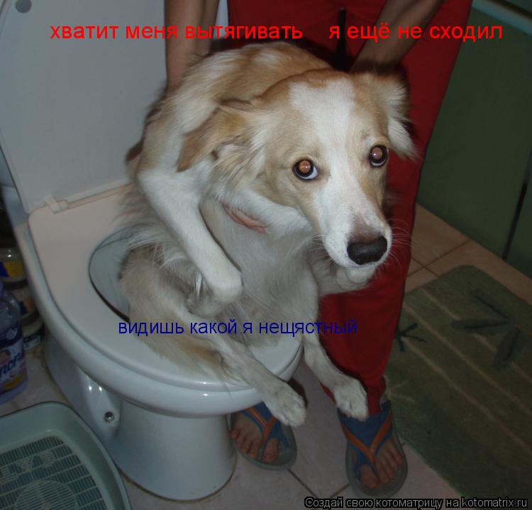 Котоматрица: хватит меня вытягивать    я ещё не сходил видишь какой я нещястный