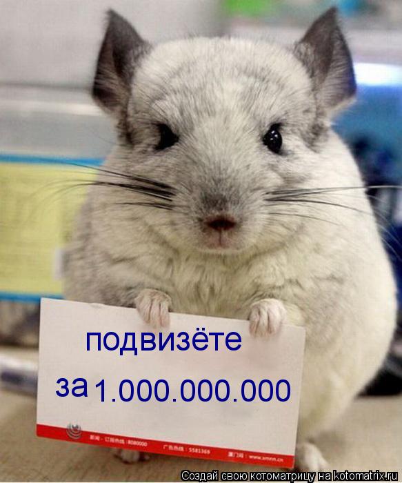 Котоматрица: подвизёте за 1.000.000.000