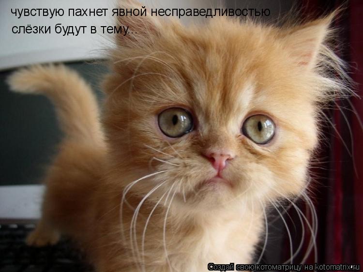 чувствую пахнет явной несправедливостью слёзки будут в тему...... Котоматрица: чувствую пахнет явной несправедливостью слёзки будут в тему...