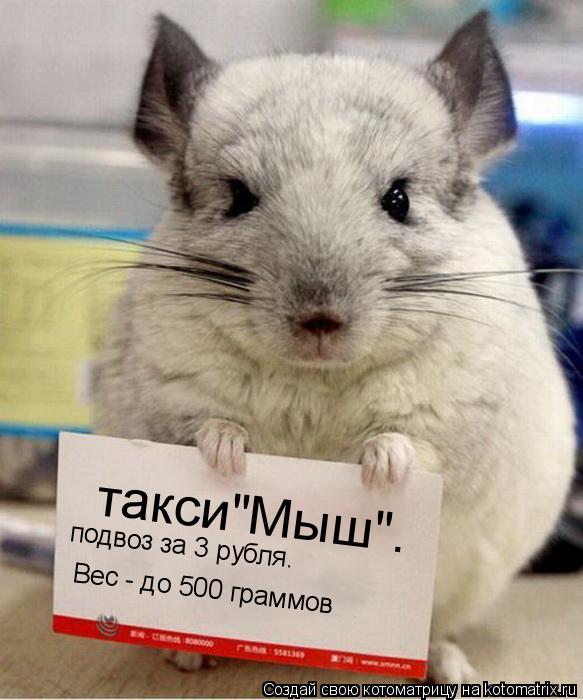 такси"Мыш". подвоз за 3 рубля. Вес - до 500 граммов... Котоматрица: такси"Мыш". подвоз за 3 рубля. Вес - до 500 граммов