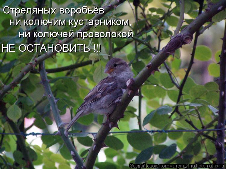 Стреляных воробьёв ни колючим кустарником, ни колючей проволокой НЕ ОСТАНОВИТЬ !!!... Котоматрица: Стреляных воробьёв ни колючим кустарником, ни колючей проволокой НЕ ОСТАНОВИТЬ !!!
