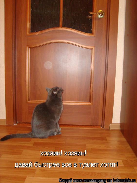 давай быстрее все в туалет хотят! хозяин! хозяин!... Котоматрица: давай быстрее все в туалет хотят! хозяин! хозяин!