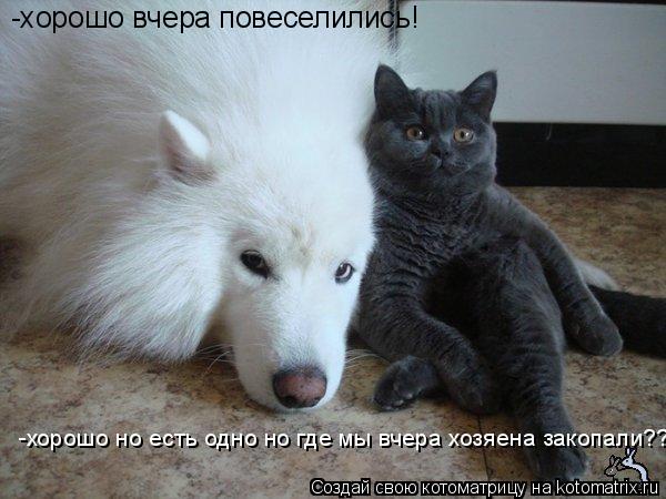 -хорошо вчера повеселились! -хорошо но есть одно но где мы вчера хозяена закопали???... Котоматрица: -хорошо вчера повеселились! -хорошо но есть одно но где мы вчера хозяена закопали???
