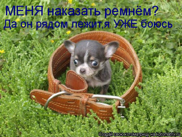 МЕНЯ наказать ремнём? Да он рядом лежит,я УЖЕ боюсь... Котоматрица: МЕНЯ наказать ремнём? Да он рядом лежит,я УЖЕ боюсь