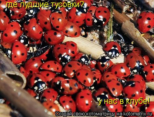 где лудшие тусовки? у нас в клубе!... Котоматрица: где лудшие тусовки? у нас в клубе!