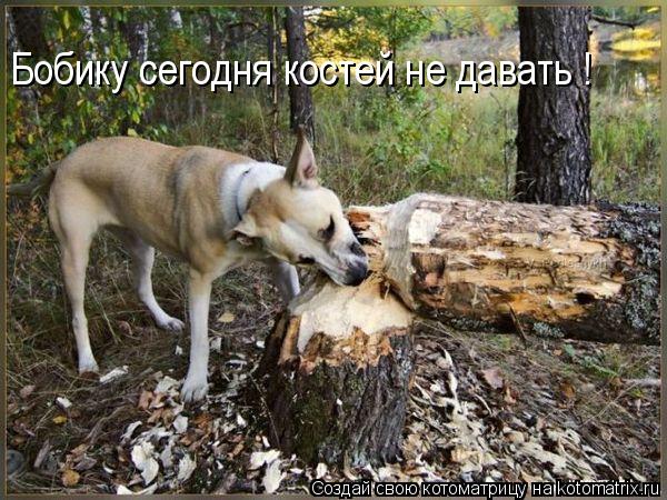 Бобику сегодня костей не давать !... Котоматрица: Бобику сегодня костей не давать !