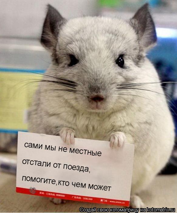 сами мы не местные отстали от поезда, помогите,кто чем может... Котоматрица: сами мы не местные отстали от поезда, помогите,кто чем может