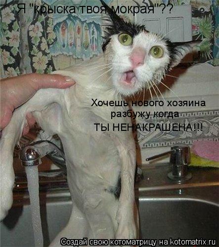 Я "крыска твоя мокрая"?? Хочешь нового хозяина разбужу когда ТЫ НЕНАКРАШЕНА!!!... Котоматрица: Я "крыска твоя мокрая"?? Хочешь нового хозяина разбужу когда ТЫ НЕНАКРАШЕНА!!!