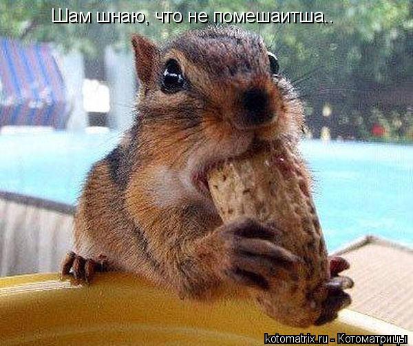 Шам шнаю, что не помешаитша..... Котоматрица: Шам шнаю, что не помешаитша..