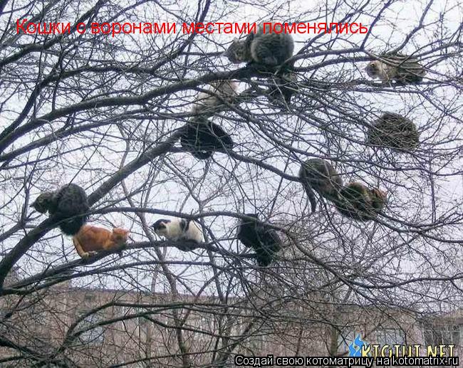 Кошки с воронами местами поменялись... Котоматрица: Кошки с воронами местами поменялись