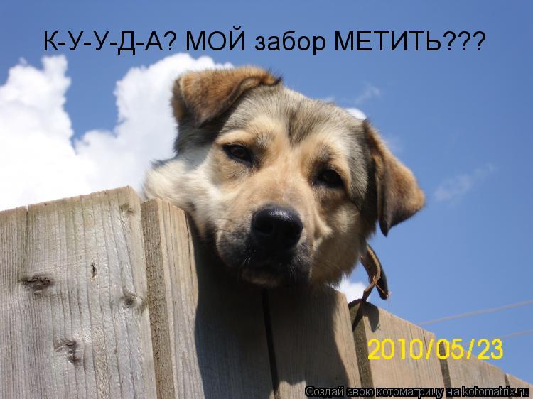 К-У-У-Д-А? МОЙ забор МЕТИТЬ???... Котоматрица: К-У-У-Д-А? МОЙ забор МЕТИТЬ???