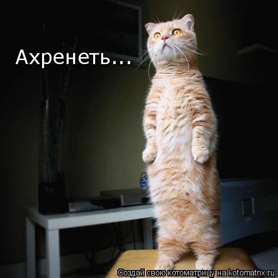 Ахренеть...... Котоматрица: Ахренеть...