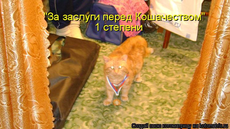 "За заслуги перед Кошачеством" 1 степени... Котоматрица: "За заслуги перед Кошачеством" 1 степени