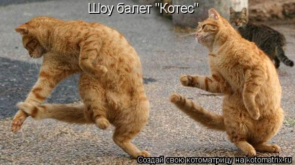 Шоу балет "Котес"... Котоматрица: Шоу балет "Котес"