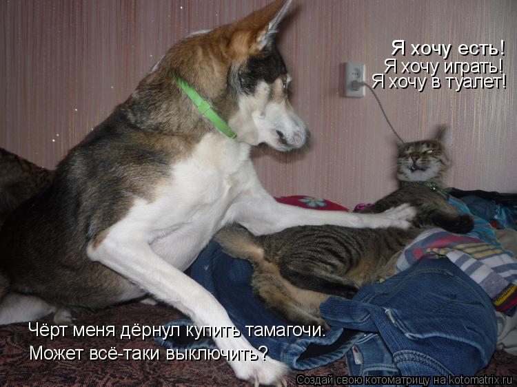 Я хочу есть! Я хочу играть! Я хочу в туалет! Чёрт меня дёрнул купить тамагочи. Может всё-таки выключи... Котоматрица: Я хочу есть! Я хочу играть! Я хочу в туалет! Чёрт меня дёрнул купить тамагочи. Может всё-таки выключить?