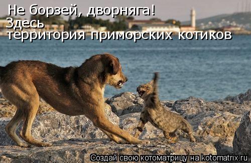Не борзей, дворняга! территория приморских котиков Здесь... Котоматрица: Не борзей, дворняга! территория приморских котиков Здесь
