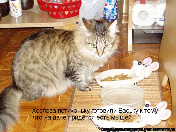 Хозяева потихоньку готовили Ваську к тому, что на даче придётся есть мышей... Котоматрица: Хозяева потихоньку готовили Ваську к тому, что на даче придётся есть мышей