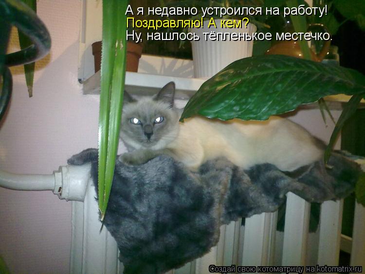 А я недавно устроился на работу! Поздравляю! А кем? Ну, нашлось тёпленькое местечко.... Котоматрица: А я недавно устроился на работу! Поздравляю! А кем? Ну, нашлось тёпленькое местечко.