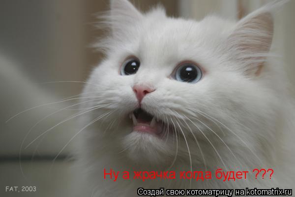Ну а жрачка когда будет ???... Котоматрица: Ну а жрачка когда будет ???