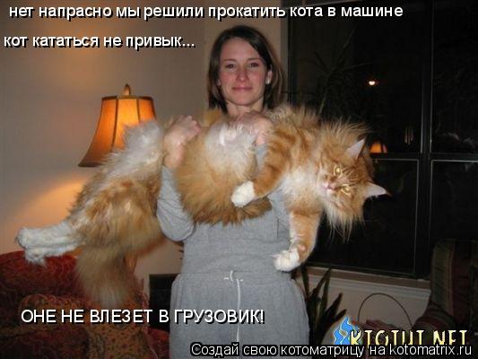 нет напрасно мы решили прокатить кота в машине кот кататься не привык... ОНЕ НЕ ВЛЕЗЕТ В ГРУЗОВИК!... Котоматрица: нет напрасно мы решили прокатить кота в машине кот кататься не привык... ОНЕ НЕ ВЛЕЗЕТ В ГРУЗОВИК!