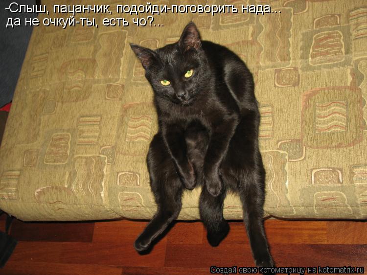 -Слыш, пацанчик, подойди-поговорить нада... да не очкуй-ты, есть чо?...... Котоматрица: -Слыш, пацанчик, подойди-поговорить нада... да не очкуй-ты, есть чо?...