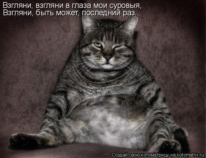 Взгляни, взгляни в глаза мои суровыя, Взгляни, быть может, последний раз...... Котоматрица: Взгляни, взгляни в глаза мои суровыя, Взгляни, быть может, последний раз...
