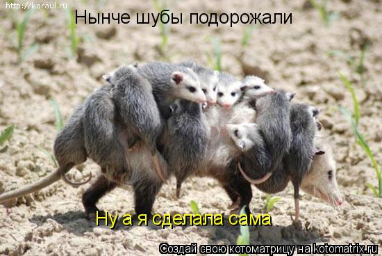 Нынче шубы подорожали Ну а я сделала сама... Котоматрица: Нынче шубы подорожали Ну а я сделала сама