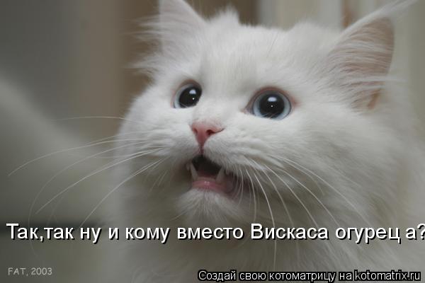 Так,так ну и кому вместо Вискаса огурец а?... Котоматрица: Так,так ну и кому вместо Вискаса огурец а?
