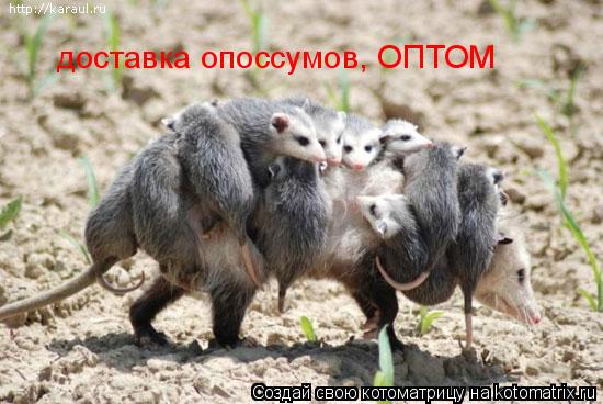доставка опоссумов, ОПТОМ... Котоматрица: доставка опоссумов, ОПТОМ