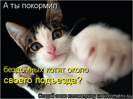А ты покормил бездомных котят около своего подъезда?... Котоматрица: А ты покормил бездомных котят около своего подъезда?