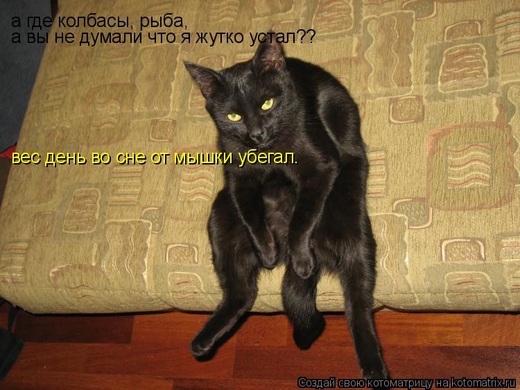 а где колбасы, рыба, а вы не думали что я жутко устал?? вес день во сне от мышки убегал.... Котоматрица: а где колбасы, рыба, а вы не думали что я жутко устал?? вес день во сне от мышки убегал.