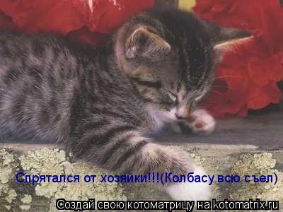Спрятался от хозяйки!!!(Колбасу всю съел)... Котоматрица: Спрятался от хозяйки!!!(Колбасу всю съел)