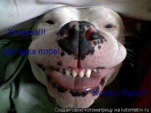 Хозяина!!! Завтрака готов! Кушать будес?... Котоматрица: Хозяина!!! Завтрака готов! Кушать будес?