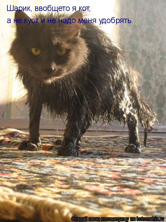 Шарик, ввобщето я кот, а не куст и не надо меня удобрять... Котоматрица: Шарик, ввобщето я кот, а не куст и не надо меня удобрять