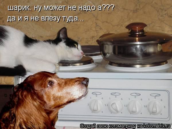 Котоматрица: шарик. ну может не надо а??? да и я не влезу туда...
