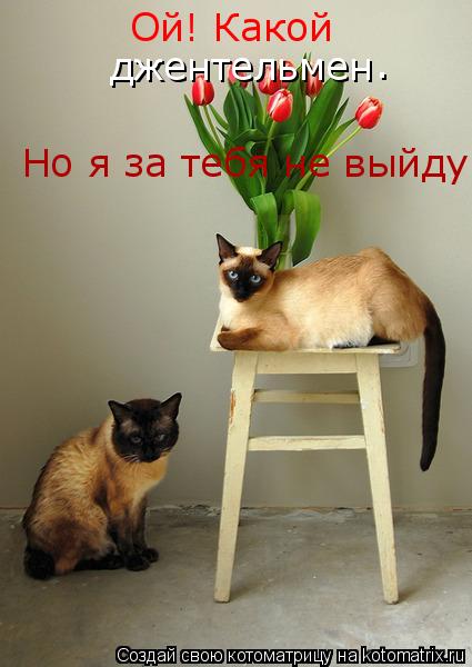 Котоматрица: Но я за тебя не выйду Ой! Какой  джентельмен .