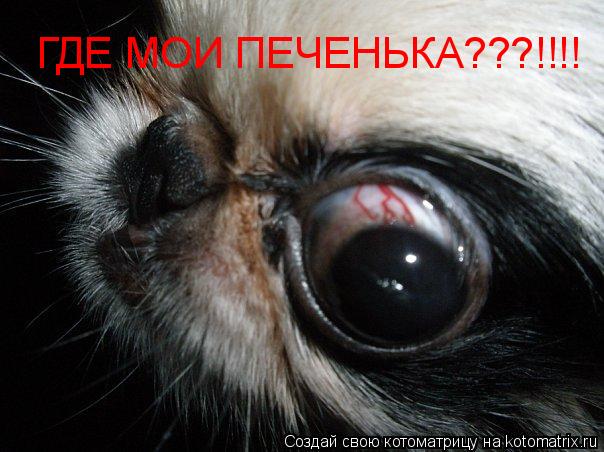 Котоматрица: ГДЕ МОИ ПЕЧЕНЬКА???!!!!