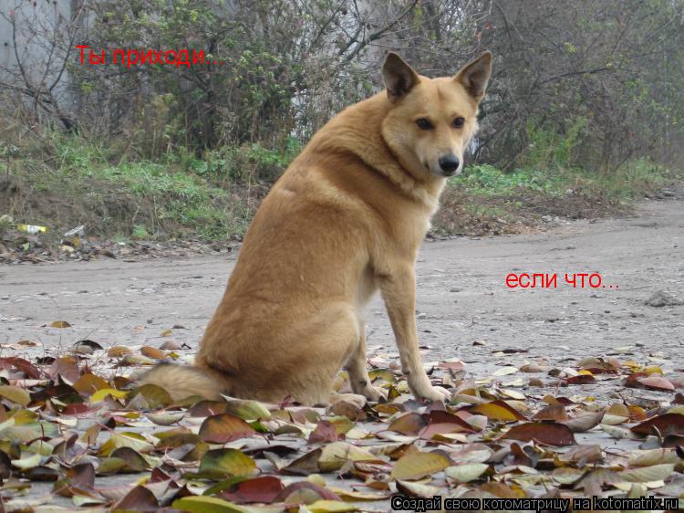 Котоматрица: Ты приходи... если что...