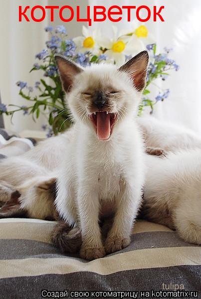 Котоматрица: котоцветок