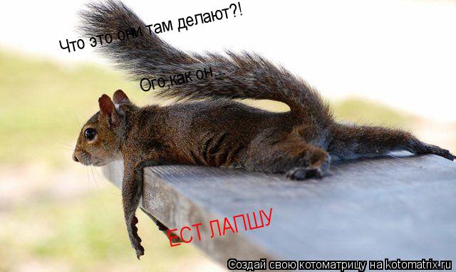 Котоматрица: Что это они там делают?! Ого,как он... ЕСТ ЛАПШУ