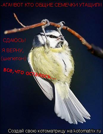 Котоматрица: -АГА!!ВОТ КТО ОБЩИЕ СЕМЕЧКИ УТАЩИЛ!! СДАЮСЬ! Я ВЕРНУ, (шепетом) все,что осталось...
