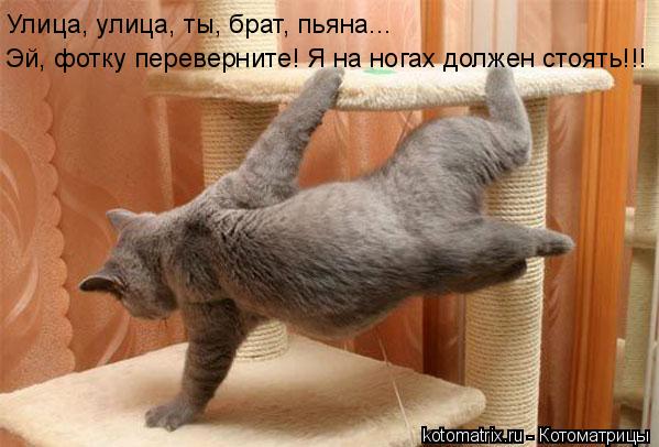 Котоматрица: Эй, фотку переверните! Я на ногах должен стоять!!! Улица, улица, ты, брат, пьяна...