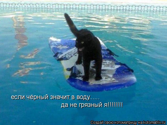если чёрный значит в воду...... да не грязный я!!!!!!!!... Котоматрица: если чёрный значит в воду...... да не грязный я!!!!!!!!