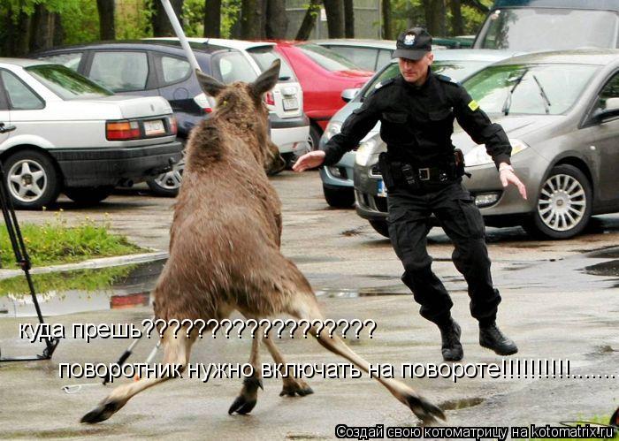 поворотник нужно включать на повороте!!!!!!!!!!.........О-Л-Е-Н-Ь куда прешь??????????????????... Котоматрица: поворотник нужно включать на повороте!!!!!!!!!!.........О-Л-Е-Н-Ь куда прешь??????????????????