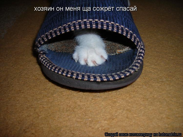 хозяин он меня ща сожрёт спасай... Котоматрица: хозяин он меня ща сожрёт спасай