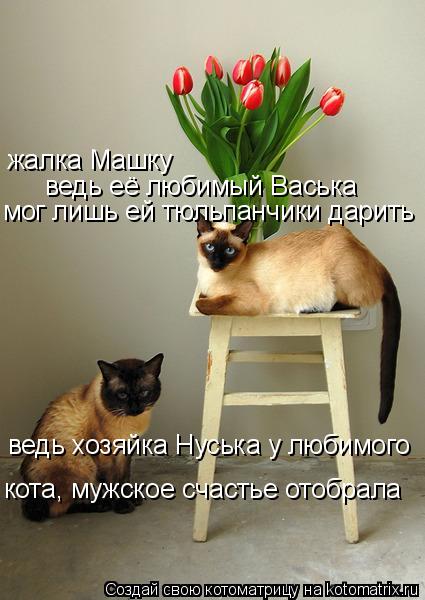 жалка Машку ведь её любимый Васька мог лишь ей тюльпанчики дарить ведь хозяйка Нуська у любимого кота... Котоматрица: жалка Машку ведь её любимый Васька мог лишь ей тюльпанчики дарить ведь хозяйка Нуська у любимого кота, мужское счастье отобрала