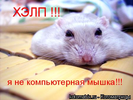ХЭЛП !!! я не компьютерная мышка!!!... Котоматрица: ХЭЛП !!! я не компьютерная мышка!!!