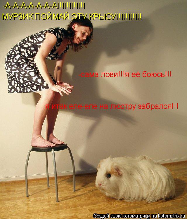 -А-А-А-А-А-А-А!!!!!!!!!!!! МУРЗИК ПОЙМАЙ ЭТУ КРЫСУ!!!!!!!!!!! -сама лови!!!я её боюсь!!! я итак еле-е... Котоматрица: -А-А-А-А-А-А-А!!!!!!!!!!!! МУРЗИК ПОЙМАЙ ЭТУ КРЫСУ!!!!!!!!!!! -сама лови!!!я её боюсь!!! я итак еле-еле на люстру забрался!!!