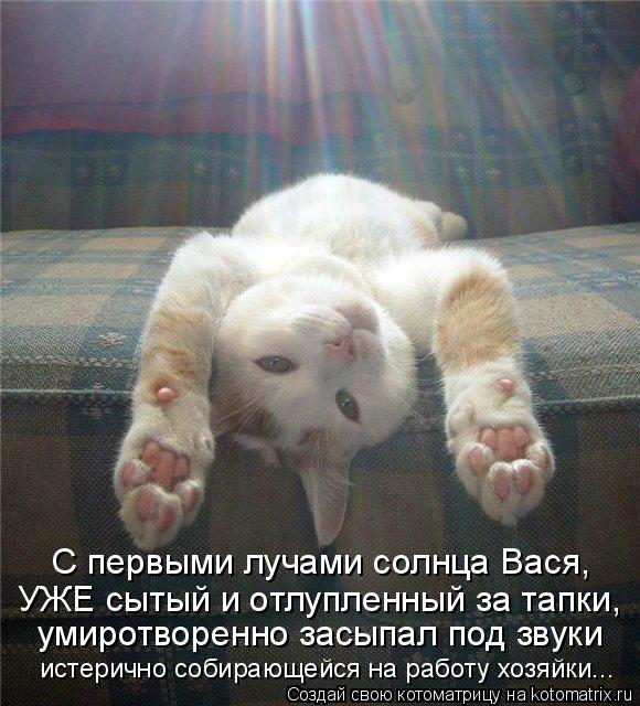 С первыми лучами солнца Вася, УЖЕ сытый и отлупленный за тапки, умиротворенно засыпал под звуки истер... Котоматрица: С первыми лучами солнца Вася, УЖЕ сытый и отлупленный за тапки, умиротворенно засыпал под звуки истерично собирающейся на работу хозяйки...